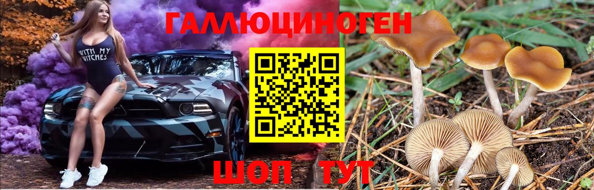 Галлюциногенные грибы Psilocybine cubensis Гулькевичи